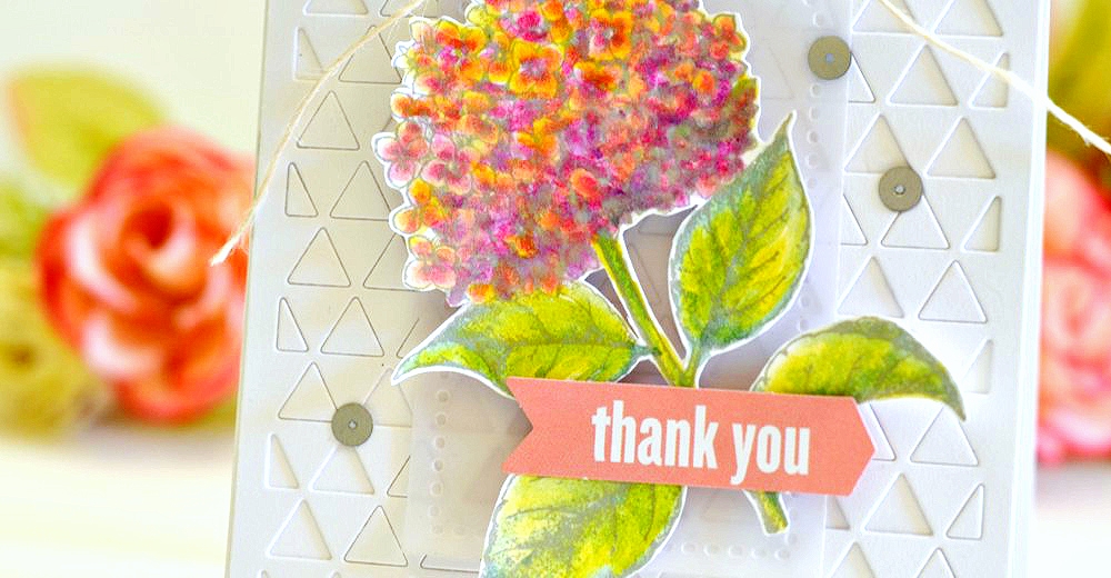 DSC_0019_zpse6ab40c9